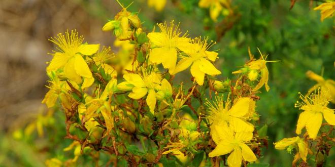 St. John's Wort for depression