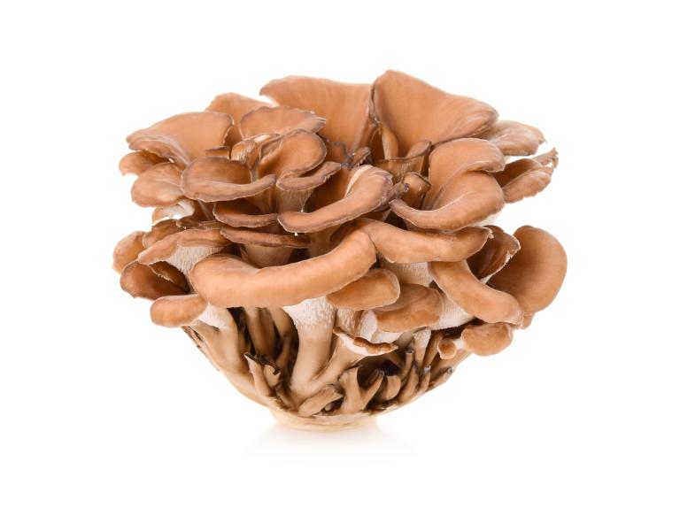 Cluster of Maitake mushrooms.